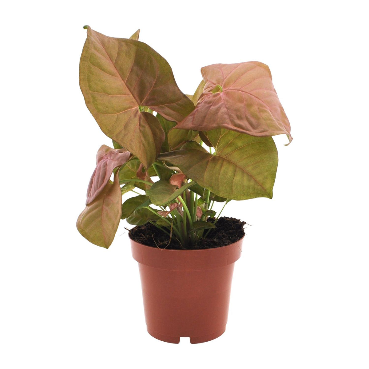 Detailfoto van Syngonium Neon