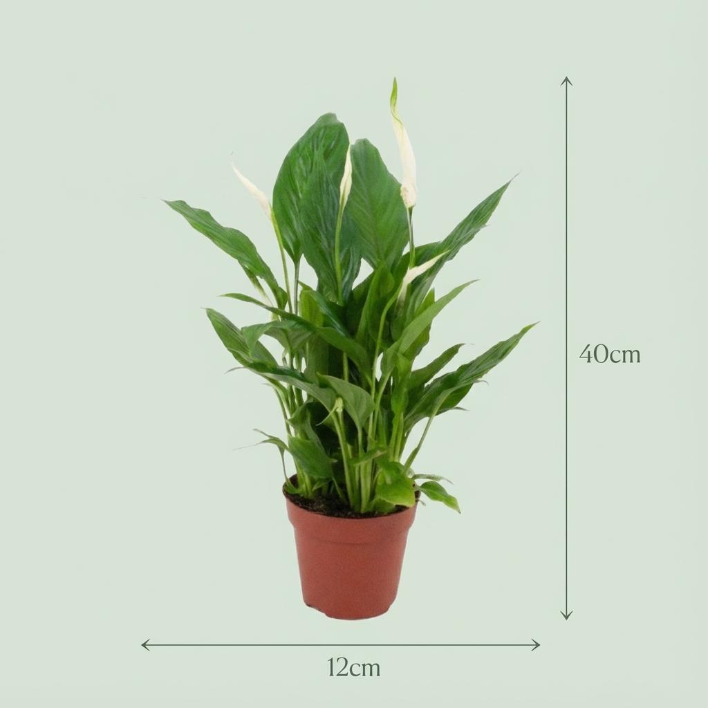 Spathiphyllum, groene bladeren