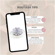 ROOTLESS Succulent Echeveria Lilacina in schaal &