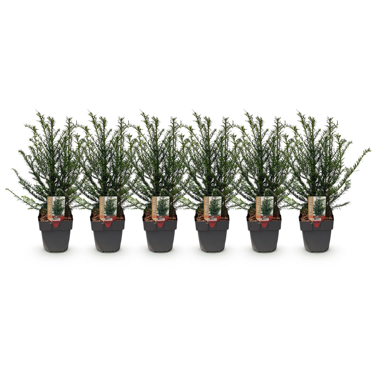 Taxus baccata, sterke plant