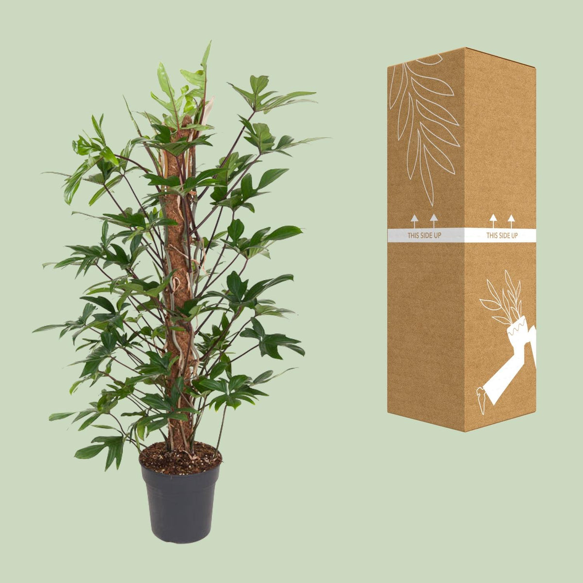 Detailfoto van Philodendron Pedatum