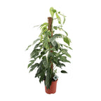 Productfoto van Epipremnum Pinnatum Albo Variegata