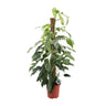 Epipremnum Pinnatum Albo Variegata