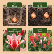 Greigii tulpen mix bloembollen, foto 4
