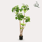 Kunstplant Polyscias aralia, dicht bebladerde takken, 135 cm, detail van het blad