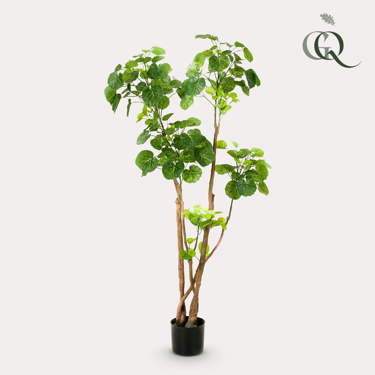 Kunstplant Polyscias aralia, dicht bebladerde takken, 135 cm, detail van het blad