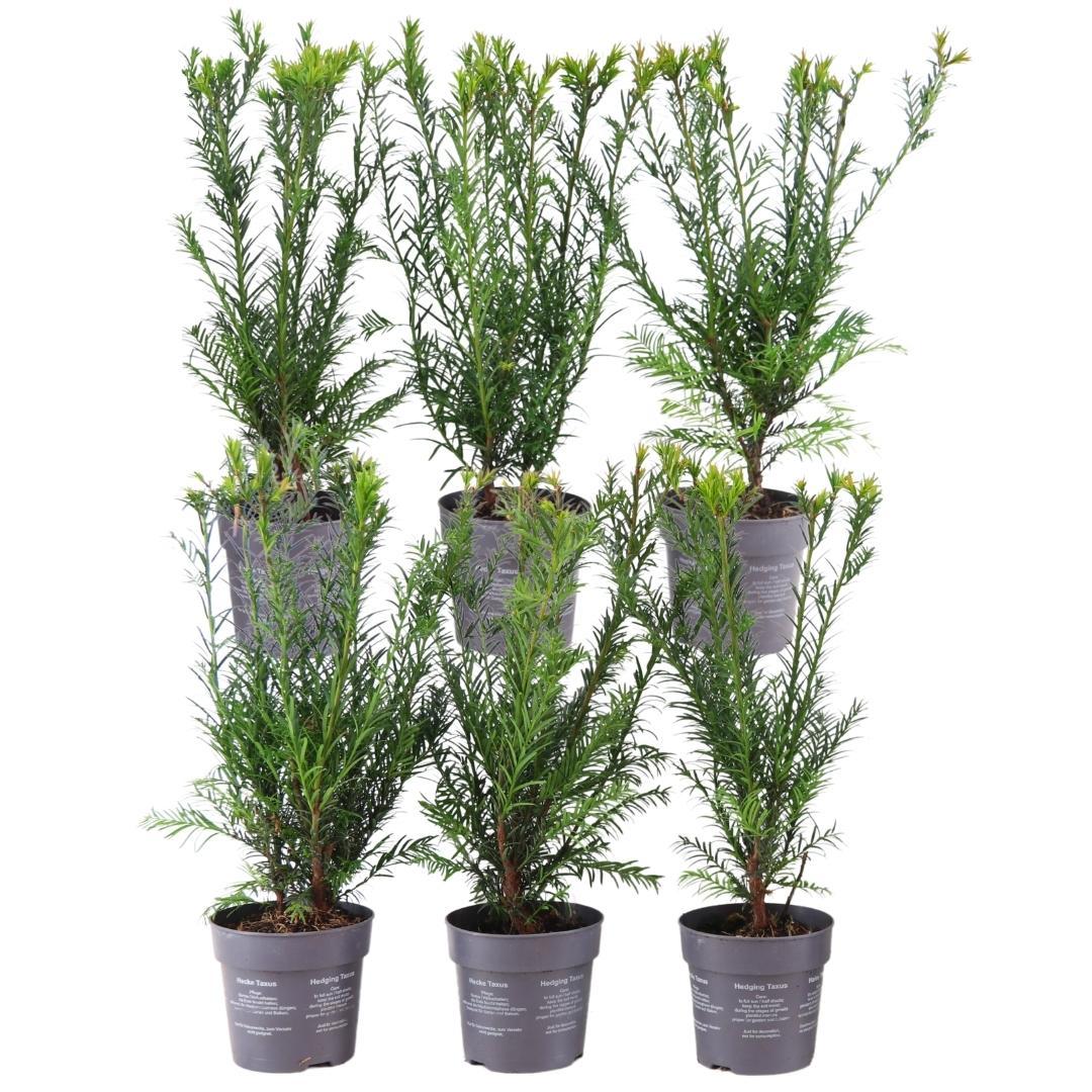 Venijnboom Taxus media 'Groenland', 6 planten voor 1 meter, plant in pot