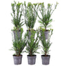1 meter Venijnboom haag - Taxus media Groenland - Set van 6 haagplanten - Groenblijvende haag