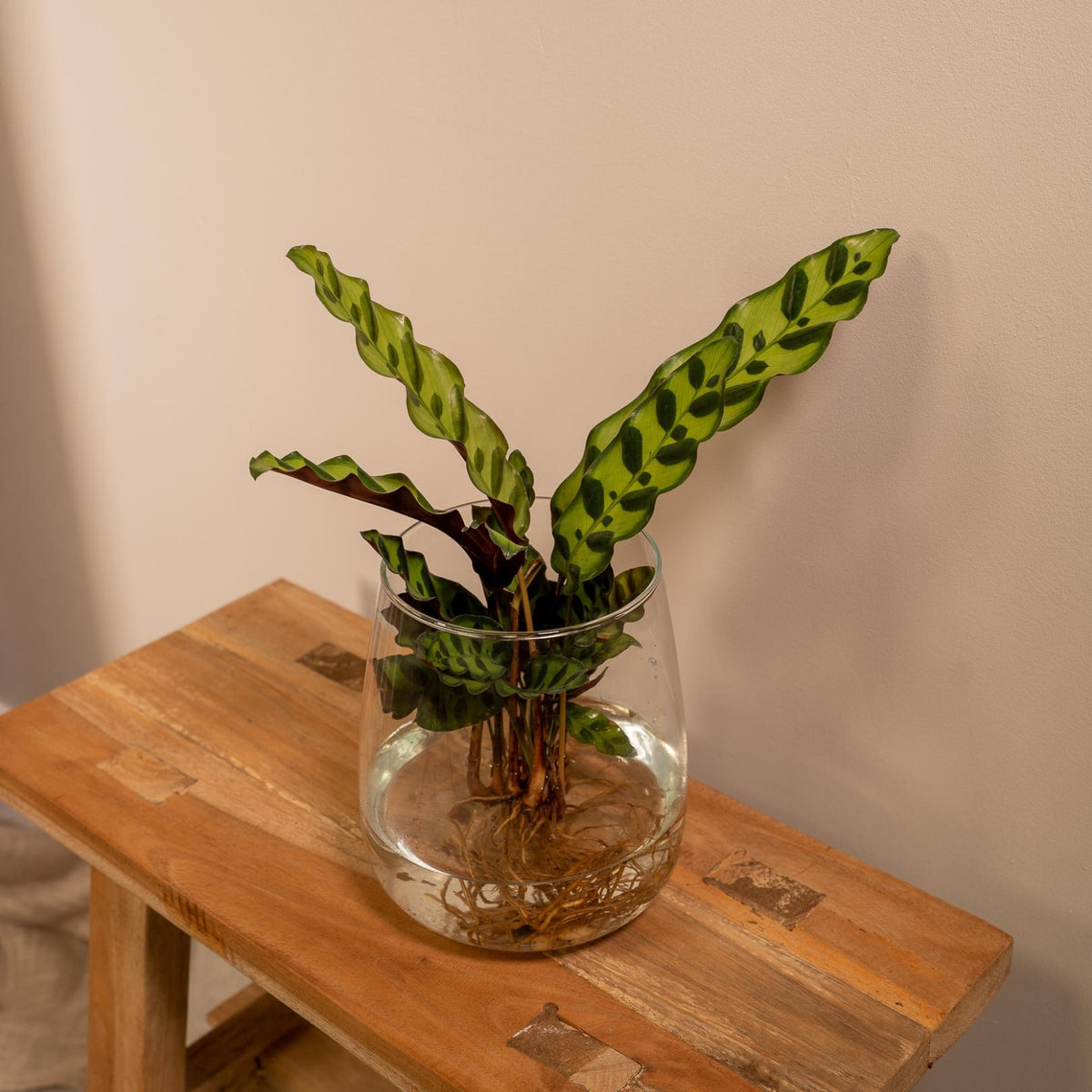 Productfoto van Calathea Insignis in Kingston glas