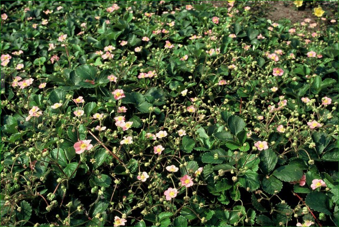 Fragaria vesca, plant in pot
