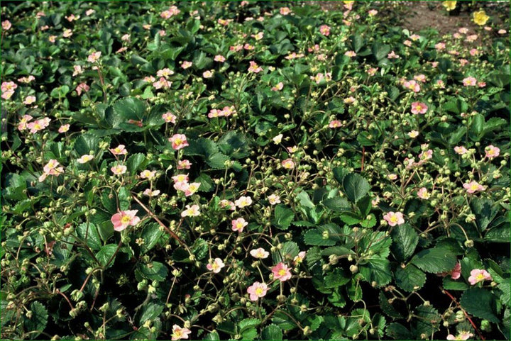 Fragaria vesca