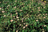 24x Fragaria vesca