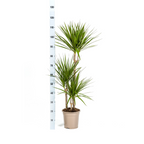 Dracaena Marginata Green met mand, detail van het blad