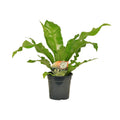 Productfoto van Asplenium Nidus