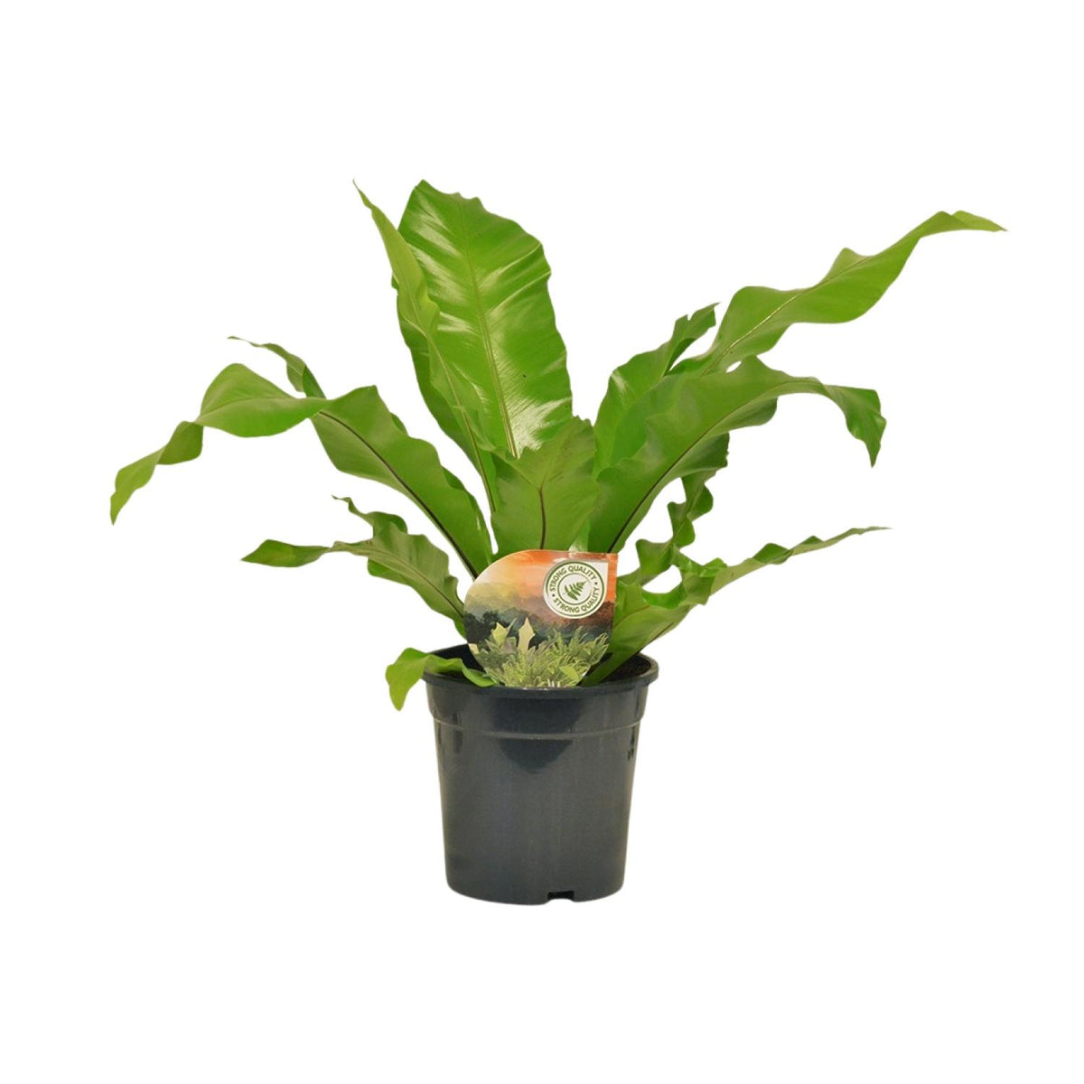 Productfoto van Asplenium Nidus