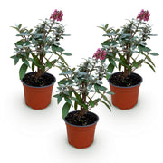 3x Buddleja davidii Butterfly Candy Little Ruby