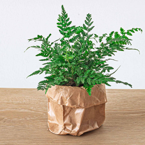 Athyrium spicatum, sierlijke varen voor terrarium, plant in pot