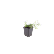 Phlox (S) &