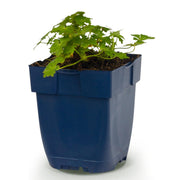 Geranium macr. Spessart - Ooievaarsbek - Bodembedekkend - Wit-Roze