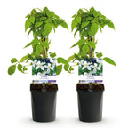 Productafbeelding van Pureplant
