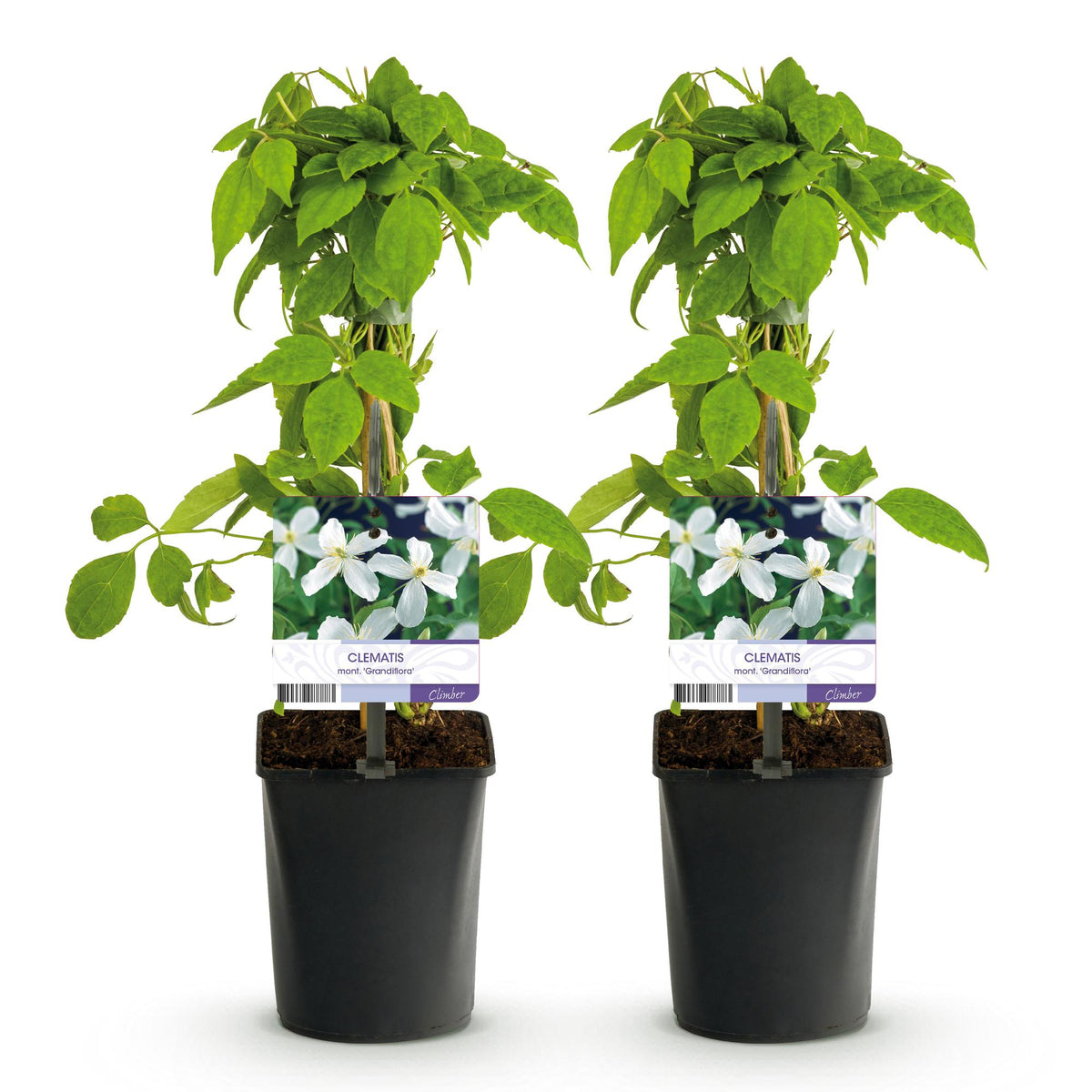 Productafbeelding van Pureplant