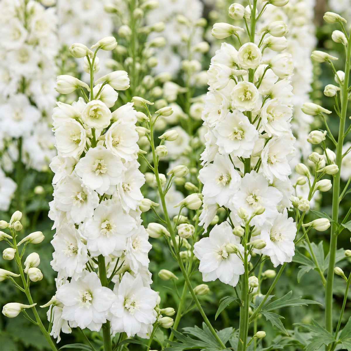 Ridderspoor (P) Galahad, met witte bloemen, groeiwijze van de plant