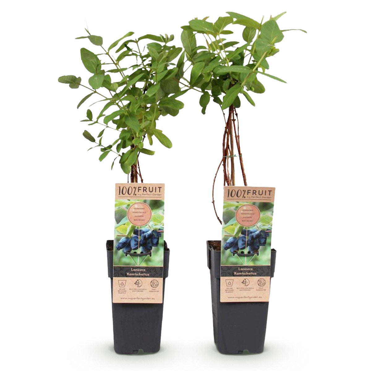 Productafbeelding van Pureplant