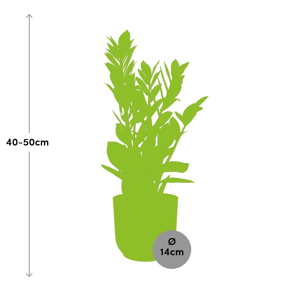 Detailfoto van Zamioculcas in ELHO Vibes Fold 14cm geel