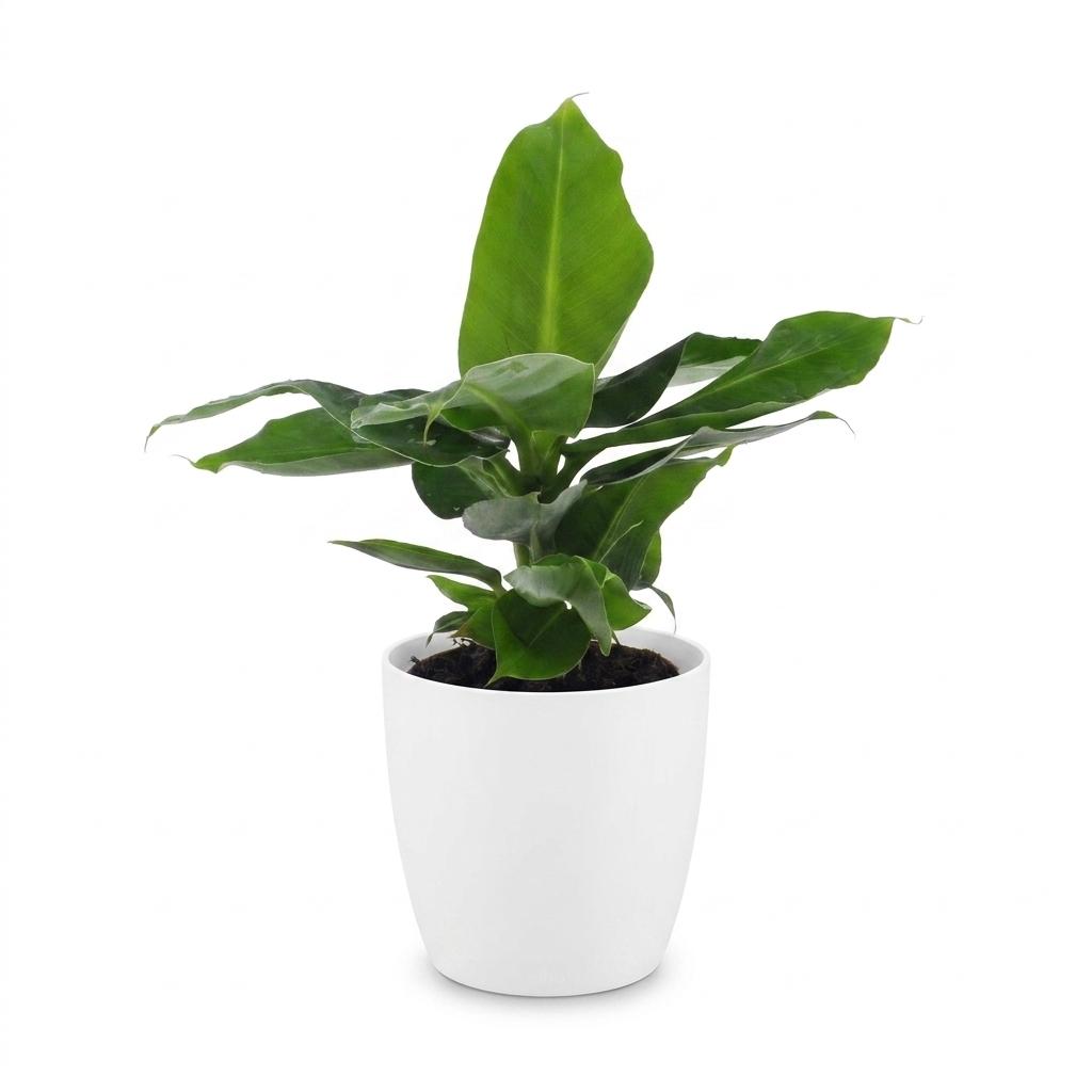 Musa Oriental Dwarf - Dwergbanaan - met witte pot, kenmerkend blad