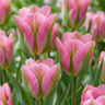 Tulp 'Striped Crown' bloembollen, gestreept