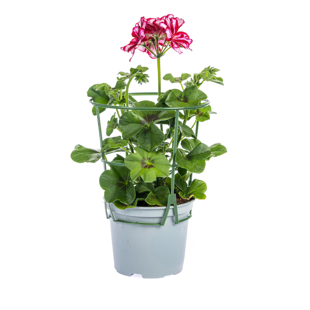 8x Pelargonium Peltatum Mix, groene bladeren
