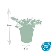 Campanula poscharskyana &