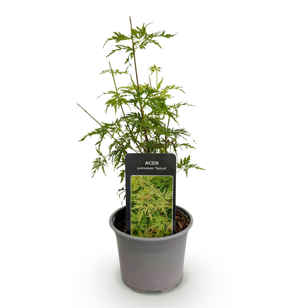 Acer palmatum Seiryu, sierlijke plant