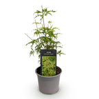 Acer palmatum Seiryu, sierlijke plant