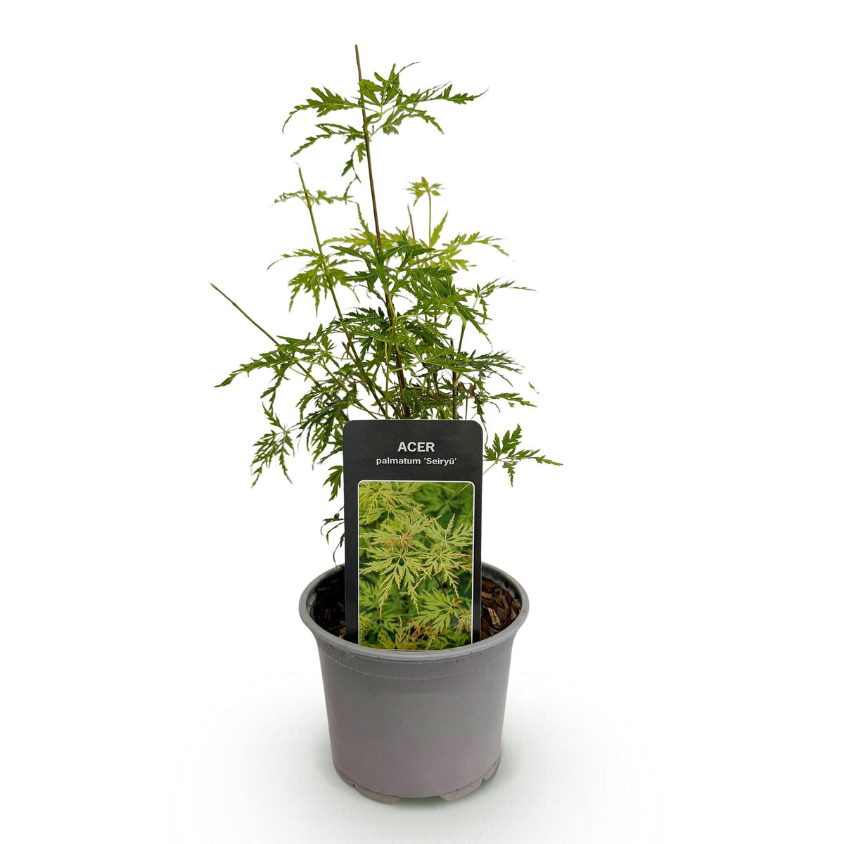 Acer palmatum Seiryu, sierlijke plant
