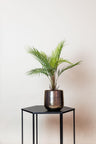 Kunstplant - Chamaedorea - Bergpalm