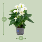 Detailfoto van Anthurium White