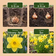 Miniatuurnarcis &