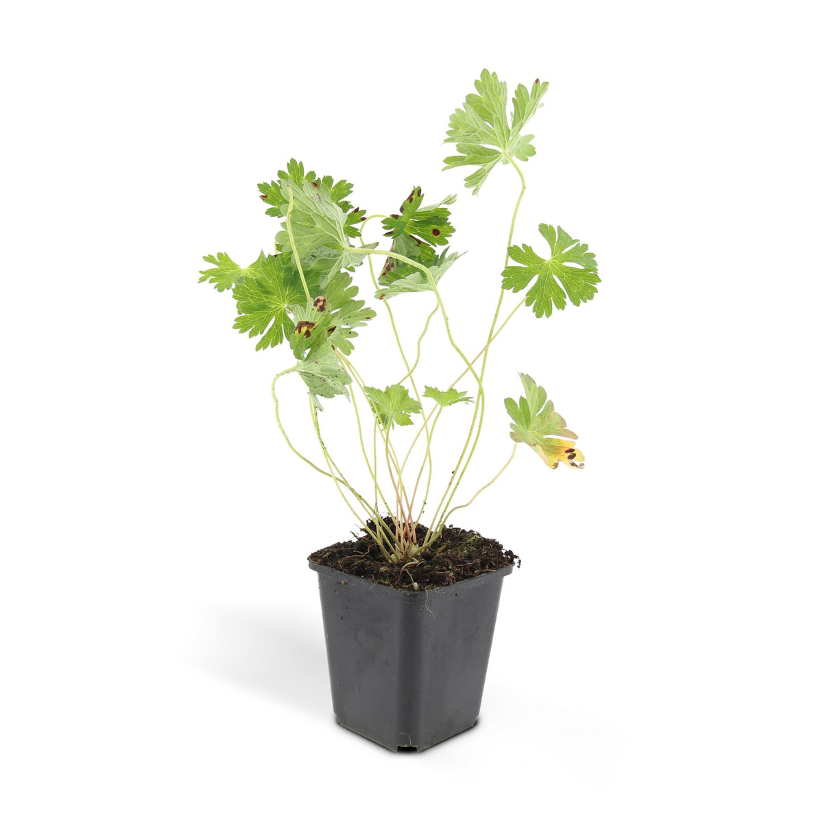 Geranium Rozanne, kenmerkend blad