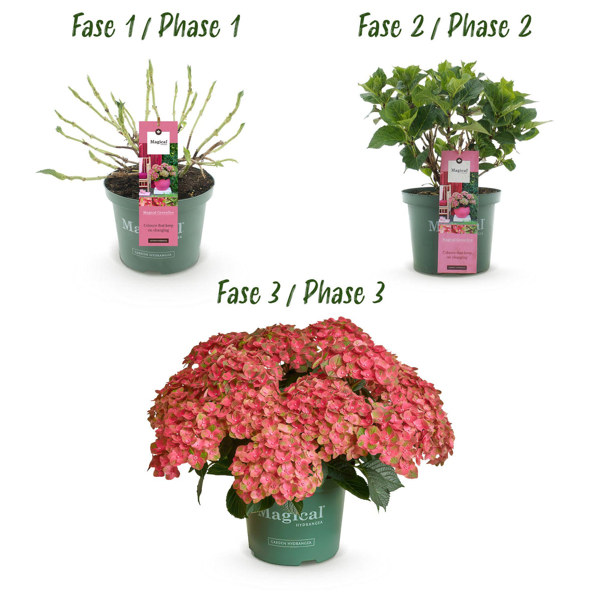 Hortensia Hydrangea Magical Green Fire, groeiwijze van de plant