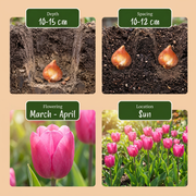 Triomftulp Pink bloembollen, roze, foto 4