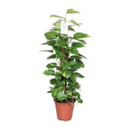 Detailfoto van Epipremnum Pinnatum Mosstok 80cm Scindapsus
