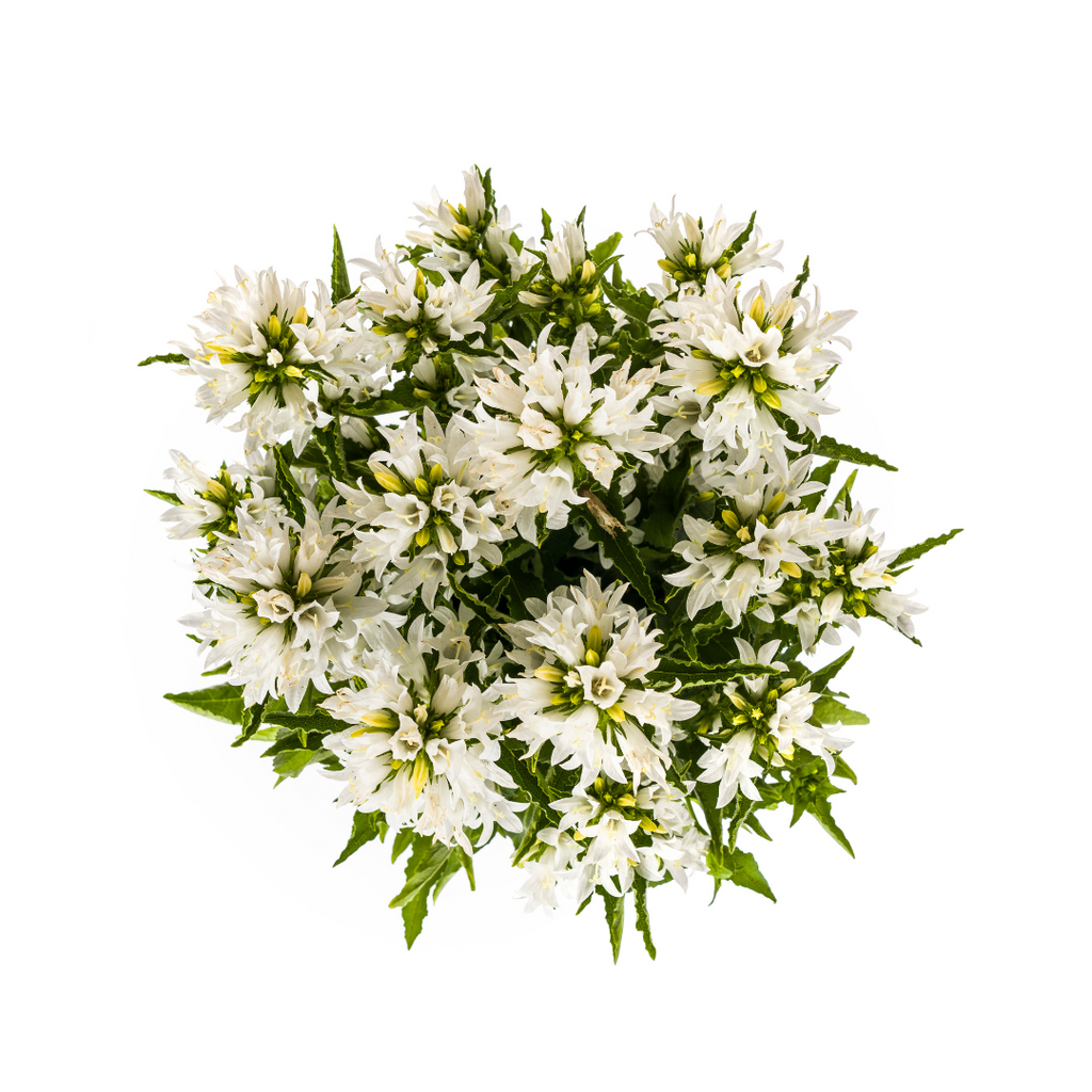 Campanula Glomerata Genti White, kenmerkend blad