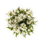 Campanula Glomerata Genti White, kenmerkend blad
