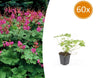 60x Geranium macr. 'Czakor'
