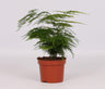 Asparagus Setaceus