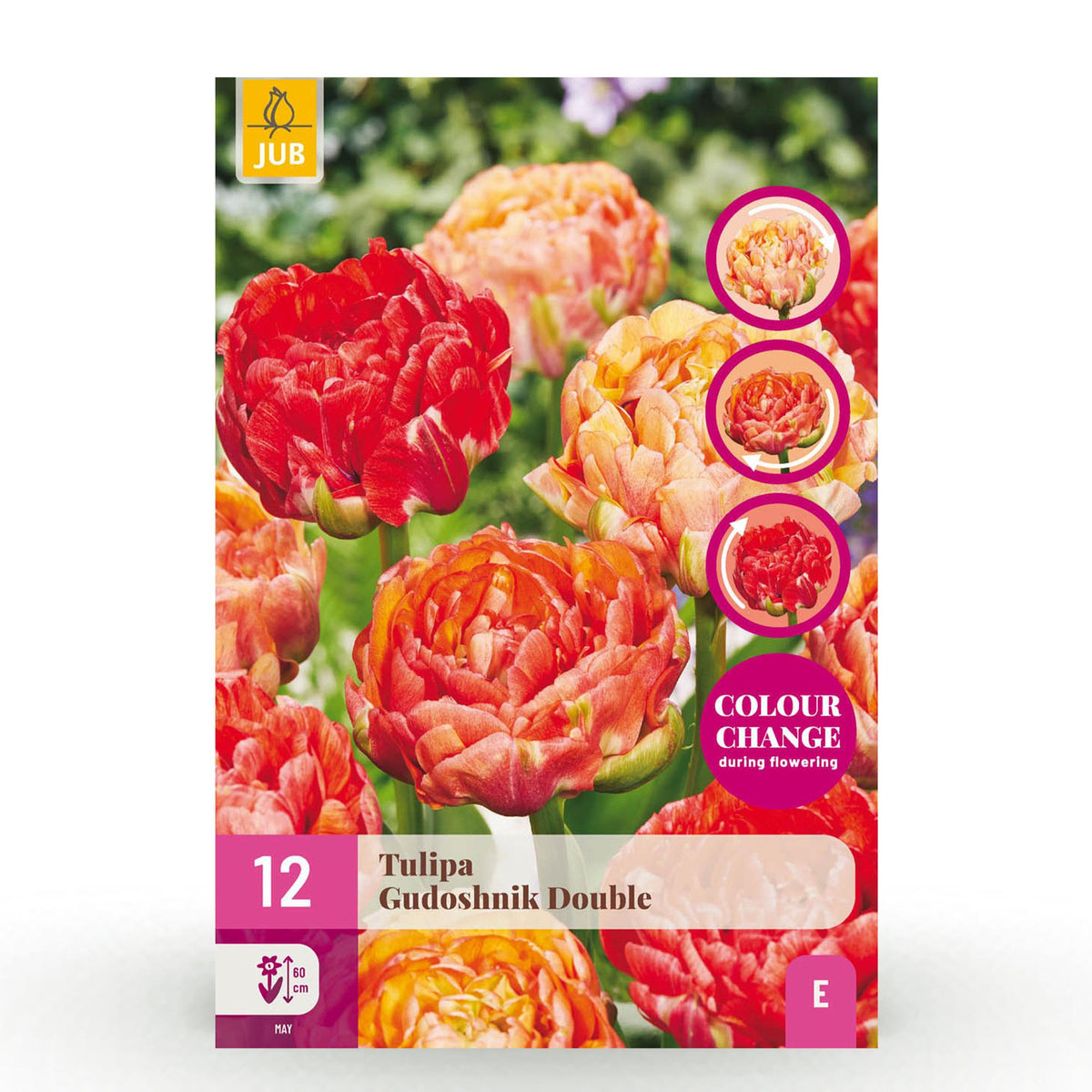 Tulp Gudoshnik Double, detail van het blad