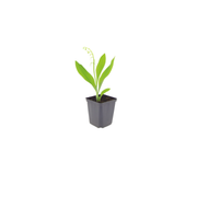 Convallaria majalis