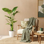 Strelitzia Nicolai, plant in pot