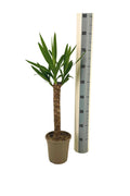 Productafbeelding van Pureplant